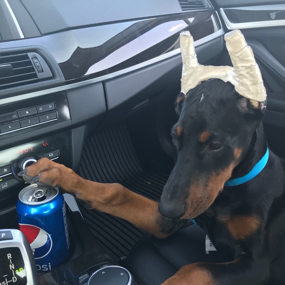 Meet your Posher, Renee